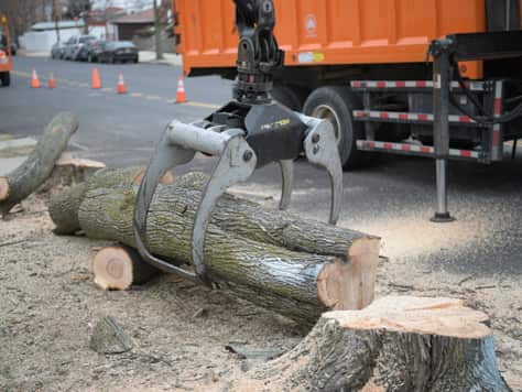 Landscaping Tree Work & Yard Clean-Up